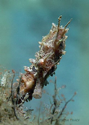 Lined Seahorse found at the Blue Heron Bridge in Palm Bea... by Theresa Tracy 
